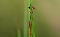 Small Red Damsel (Ceriagrion Tenellum)